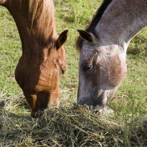 Fiber-the-key-to-healthier-horses