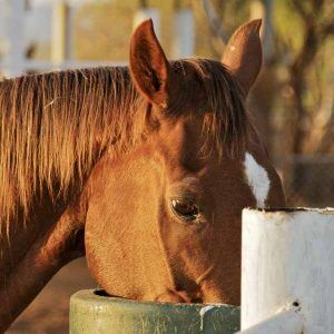 Avoiding-choke-in-horses