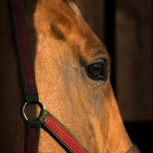 How-to-Protect-Your-Horse-from-West-Nile-Virus-Infection