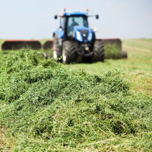 Does-alfalfa-make-horses-hot