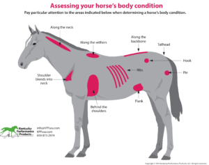 Assessing horse's body condition