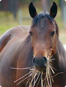 horse munch hay